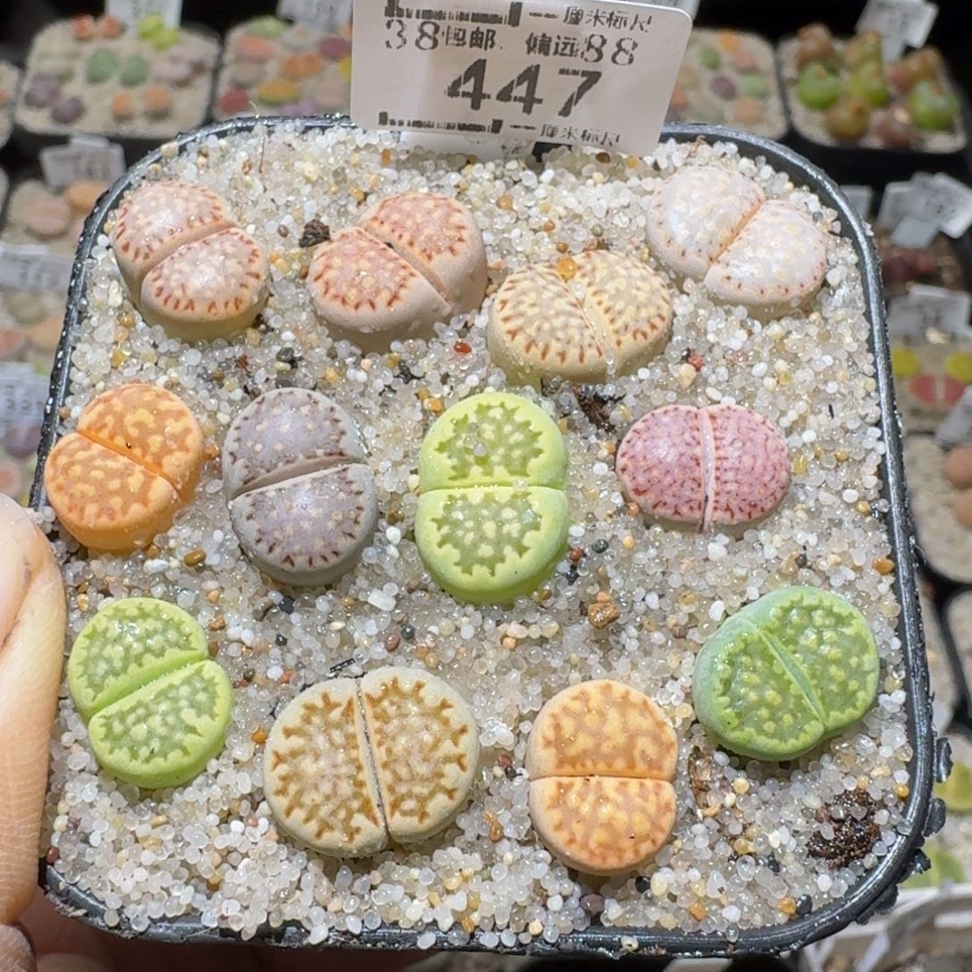 Sss清仓便宜出447