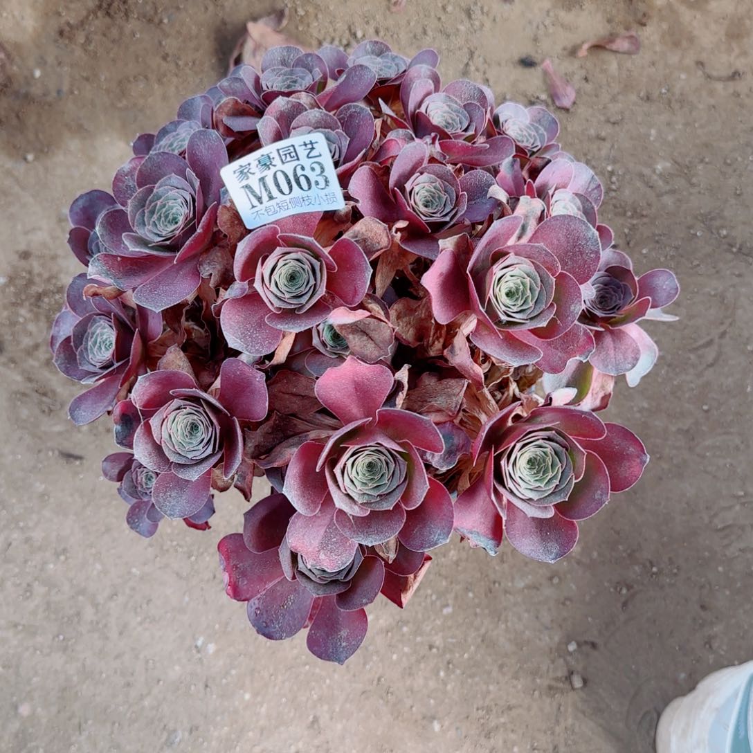 魅金玫瑰发师063冠幅25