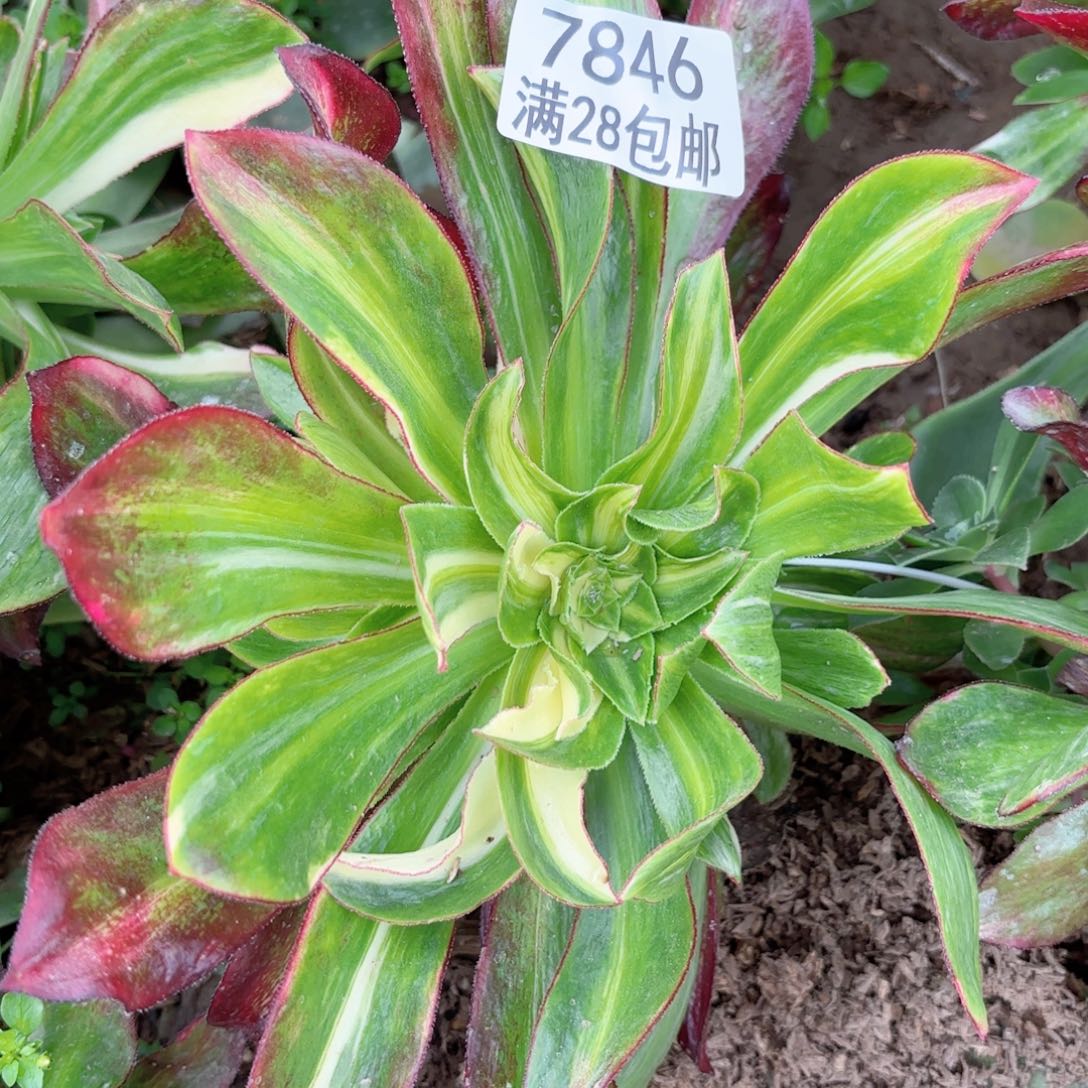 E. 7846魅影斑点彩多肉