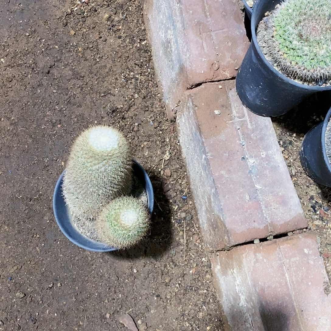 爱**秋玉翁一颗111111