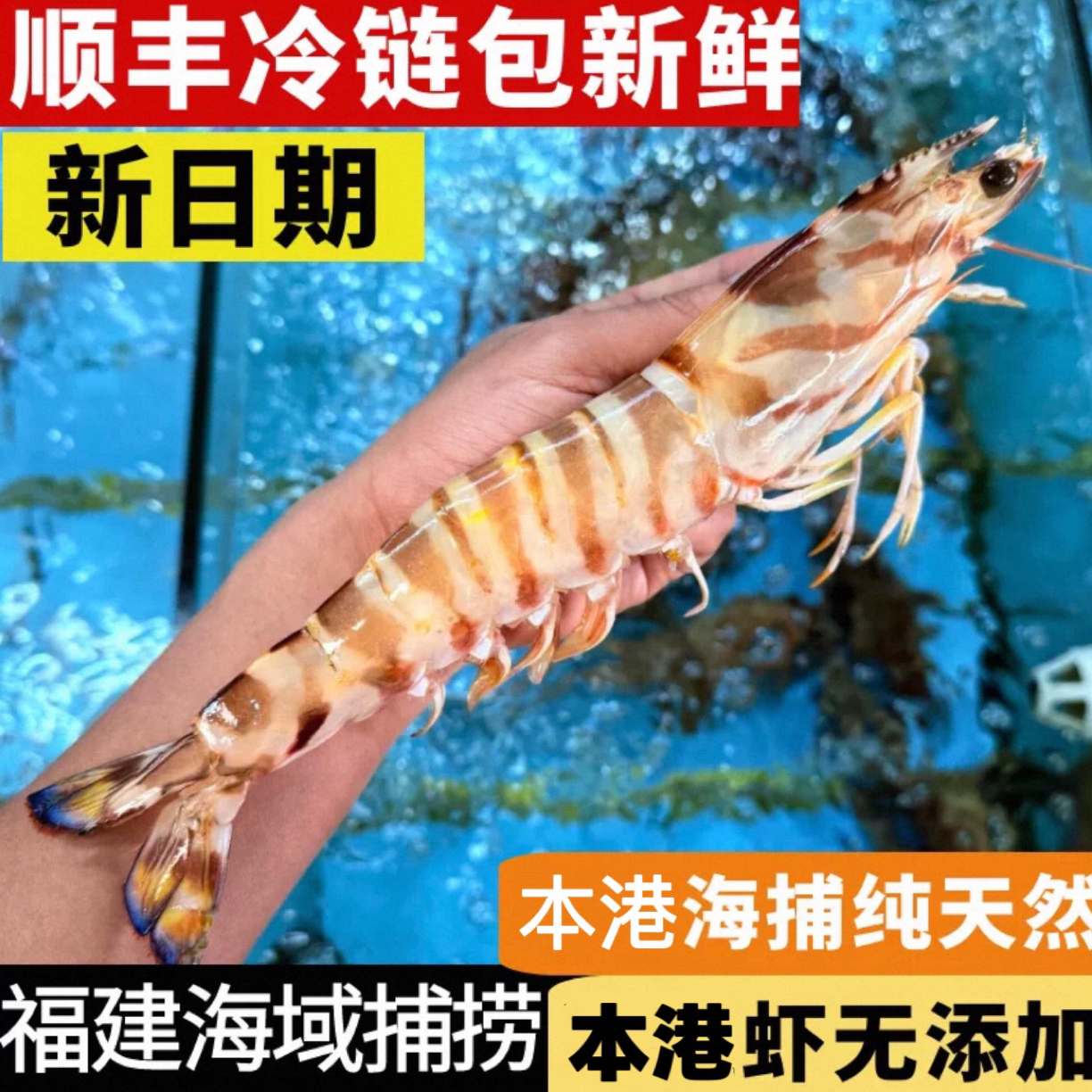 年终福利【顺丰包邮】福建现捕野生斑节虾九节虾竹节虾顺丰冷链发货