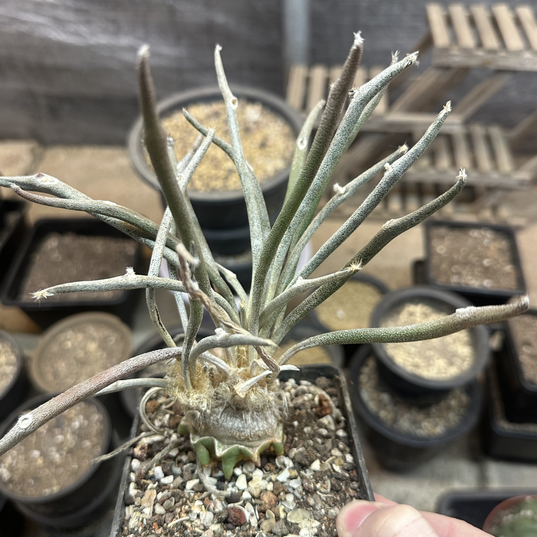 仙人球直播综合链接美杜莎