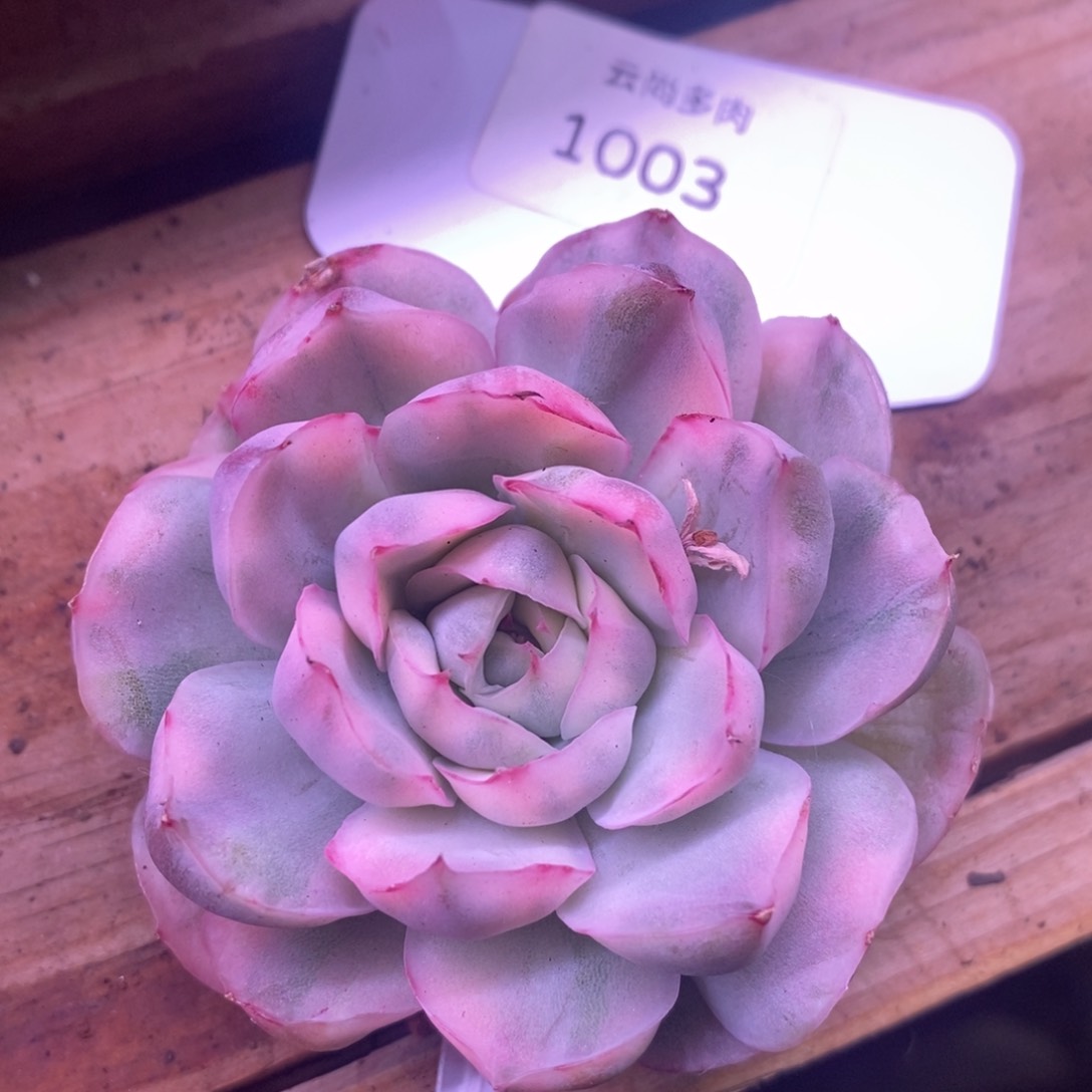 草莓蛋糕锦 多肉植物1003