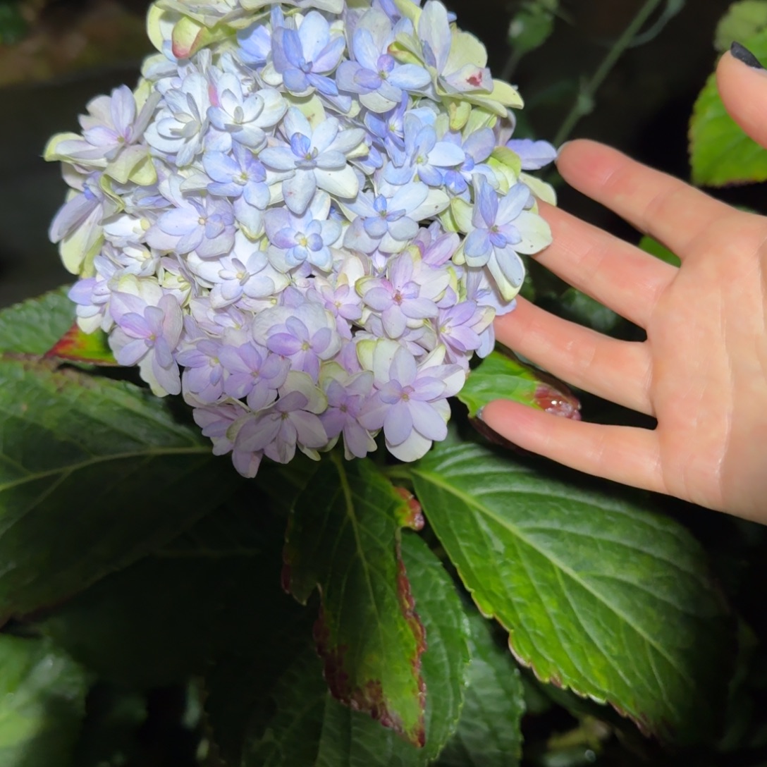 大部分开放少量花苞41