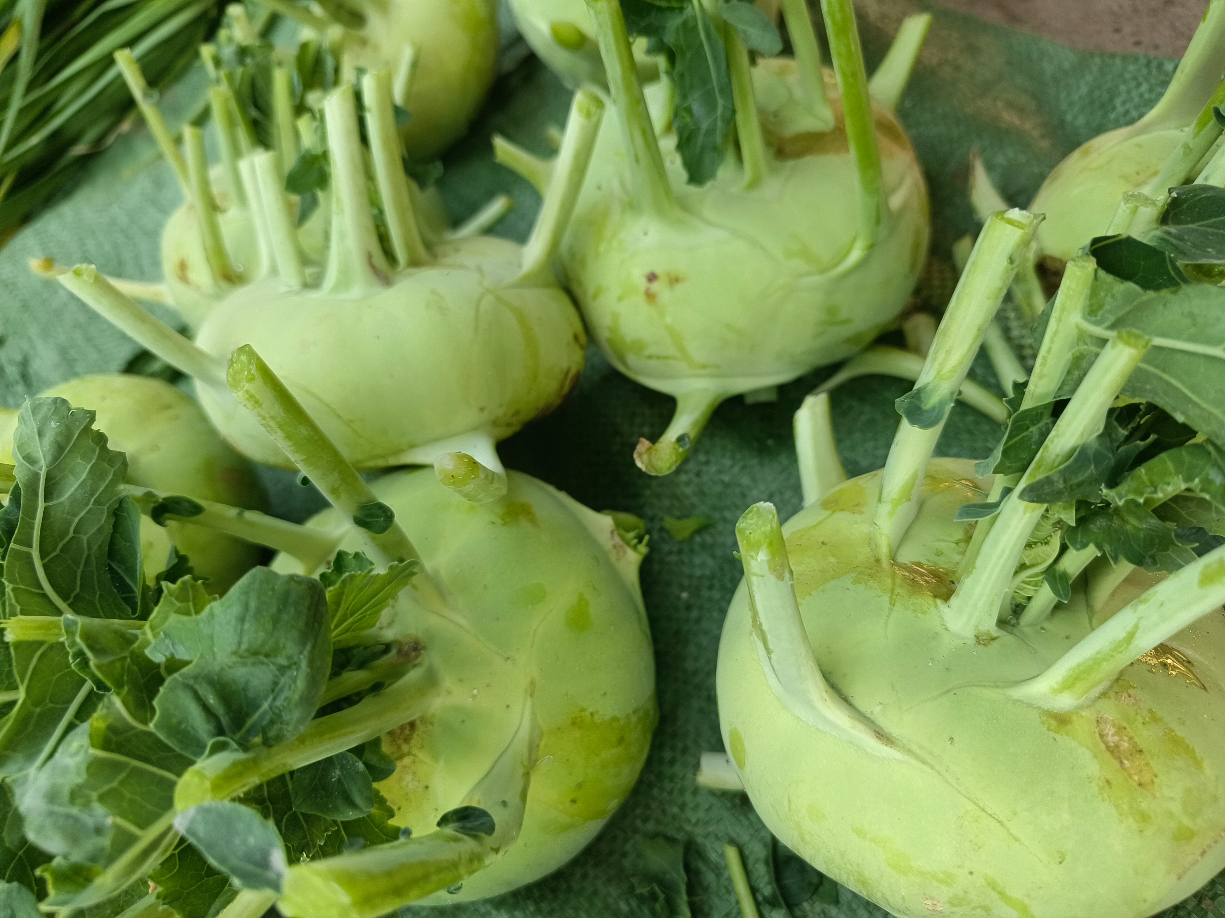 云南农家自种新鲜脆嫩无筋苤蓝大头菜当季蔬菜爽口现摘现发