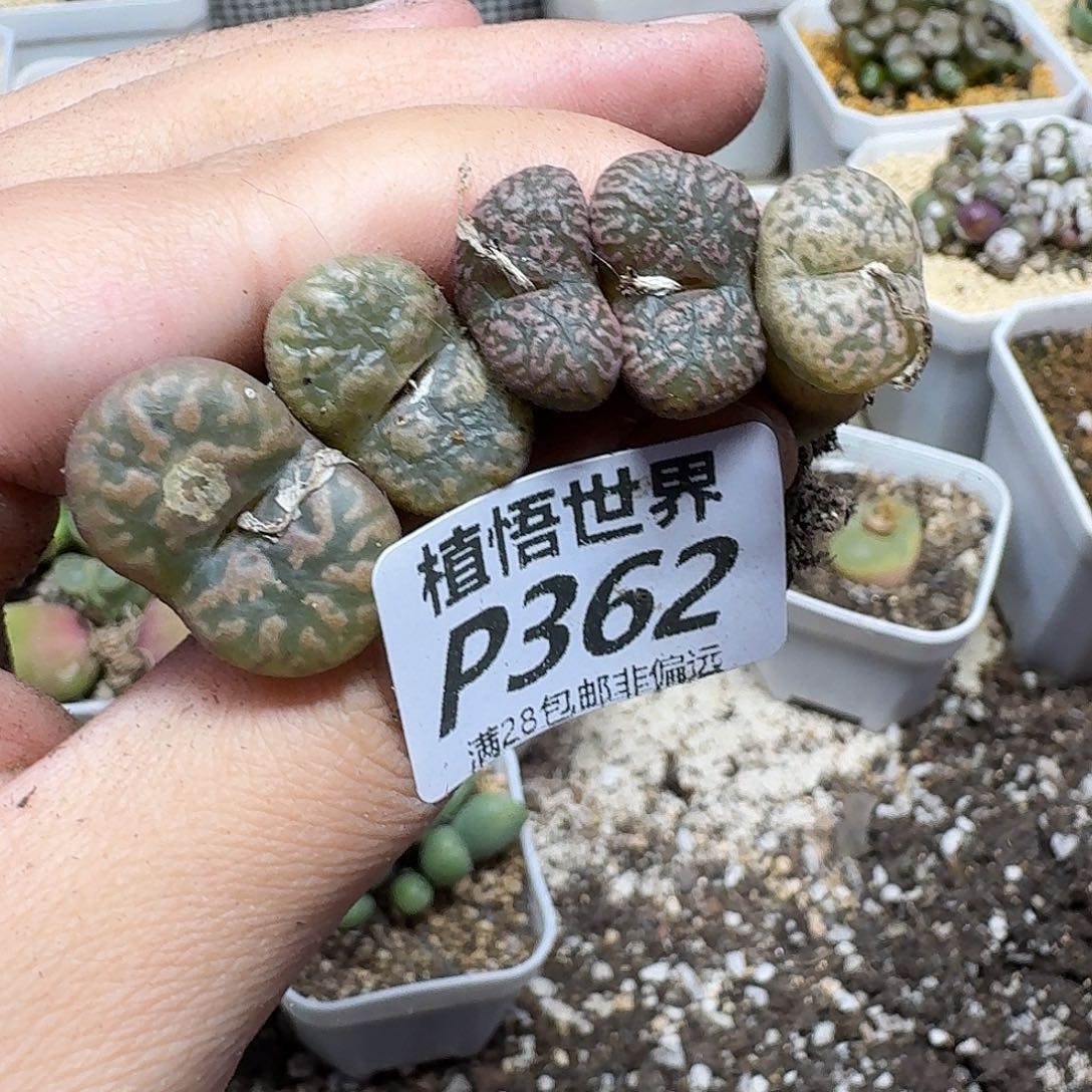 多肉植物的润泽ghnn