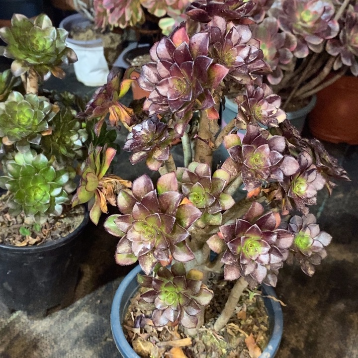 黑法多肉植物45。  