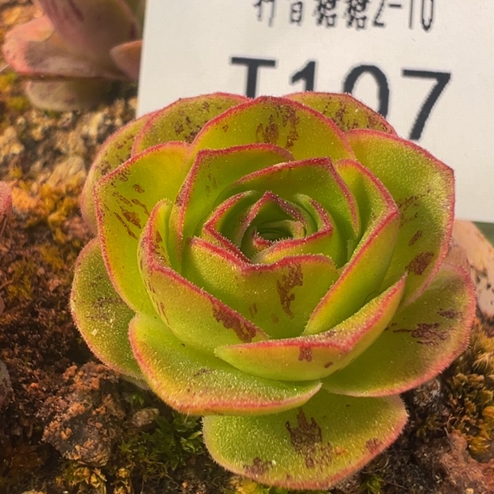 虎毛x清欢 t107.     