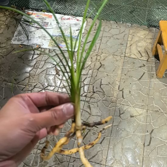 完全开放白雪公主龙头苗