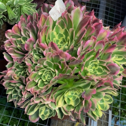 白凤多肉植物5326