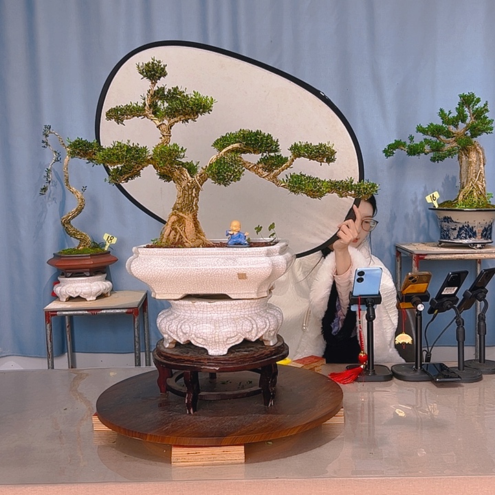 无花朵广东皱皮雀舌黄杨