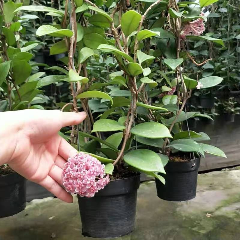 球兰盆栽带花大苗球形花卉室内阳台爬藤花卉吊兰盆栽