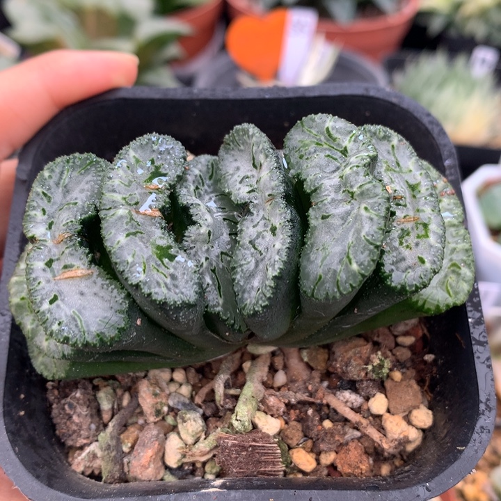 荒肌玉扇，带盆发货