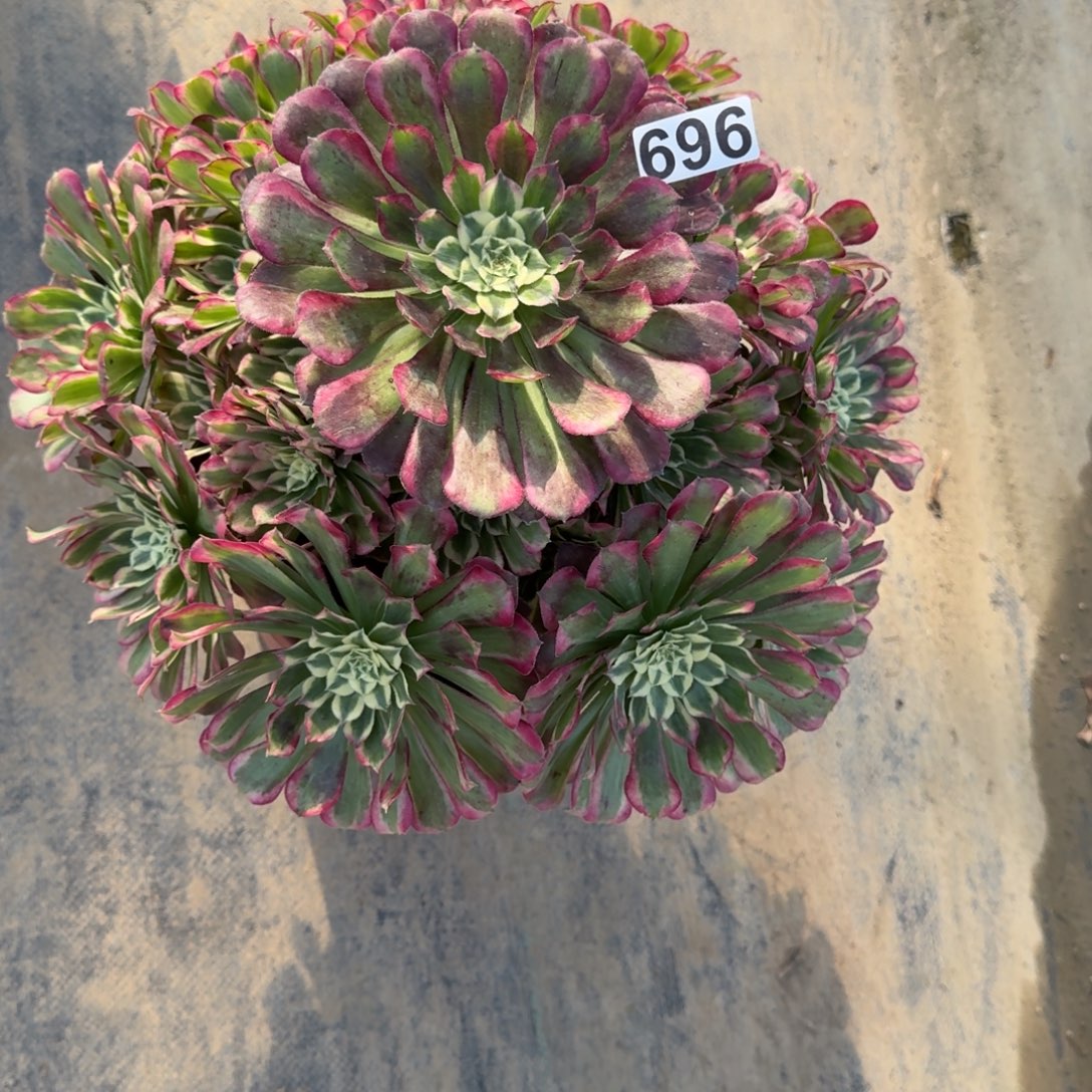 696多肉植物多肉植物