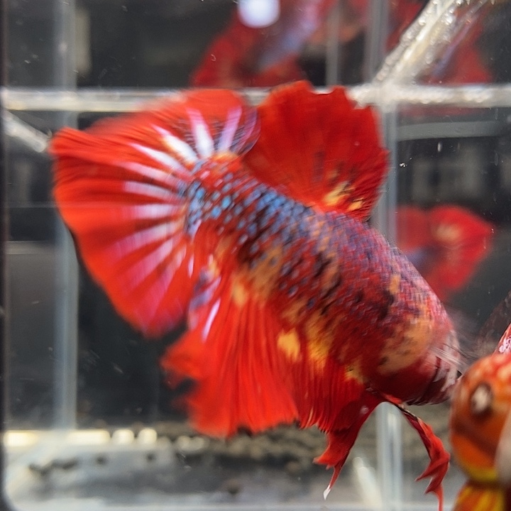 斗鱼黑338号巨斗将军