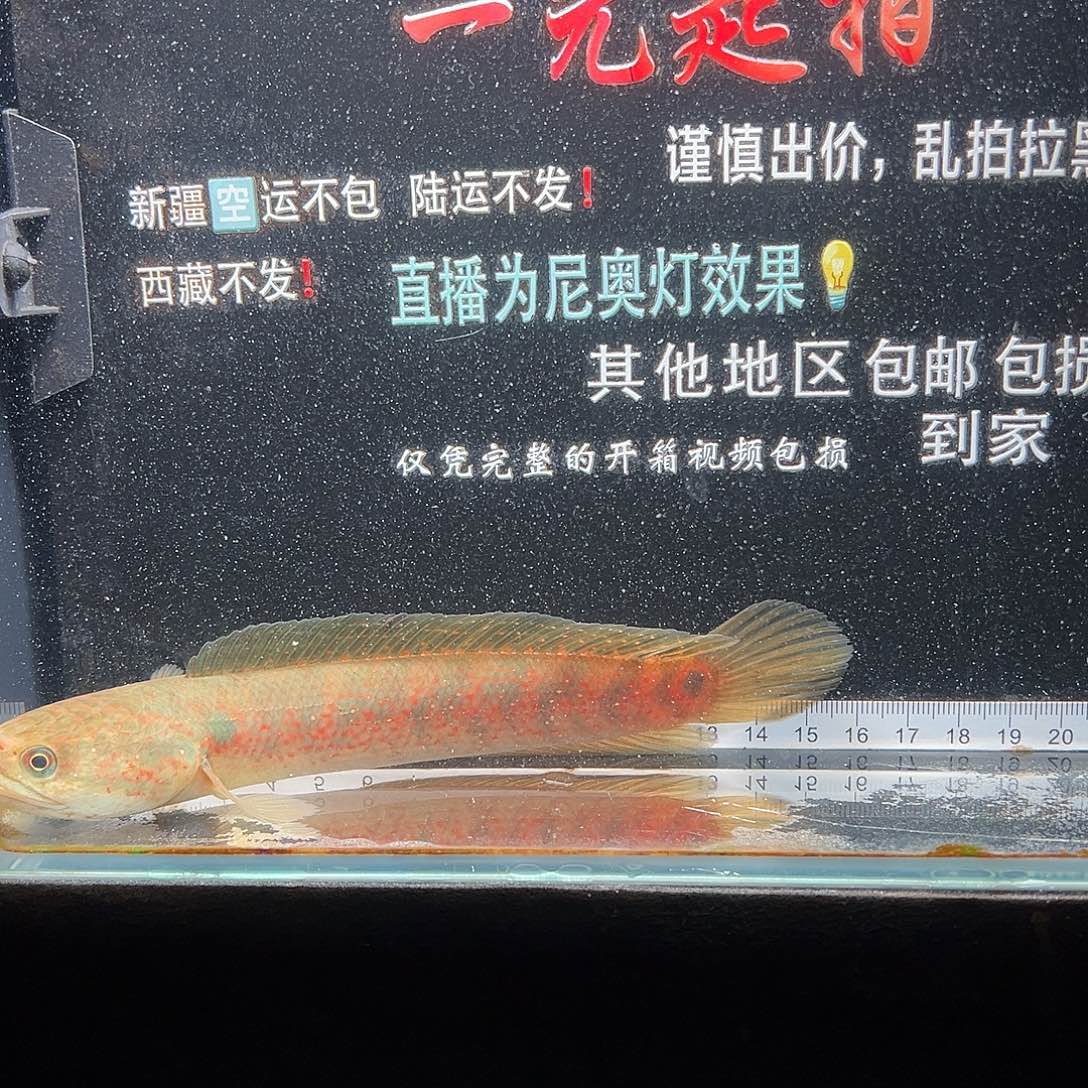 蓝口孵鱼七星雷龙七星雷龙