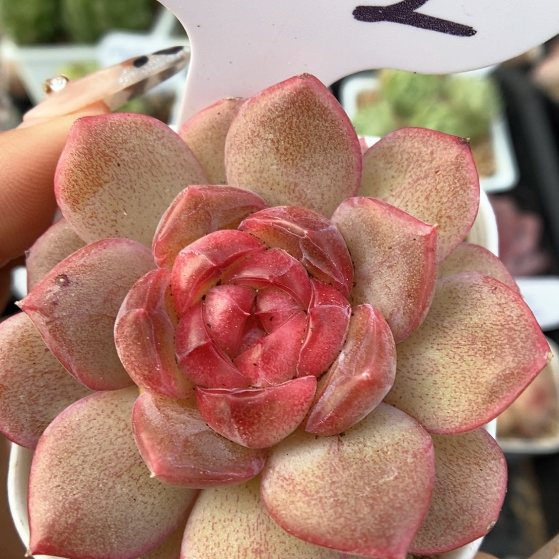 琴心可拍502号。