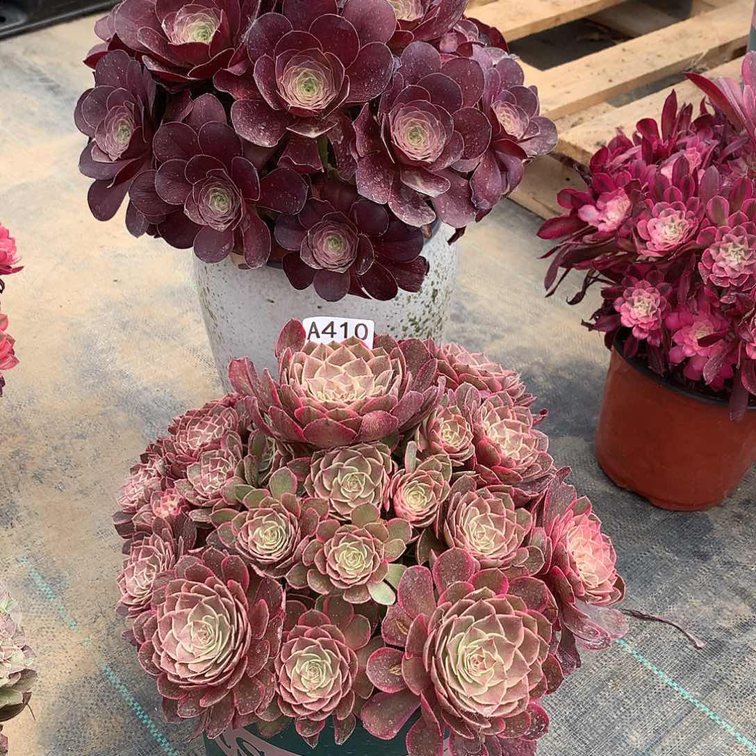 无花朵法师图片多肉植物