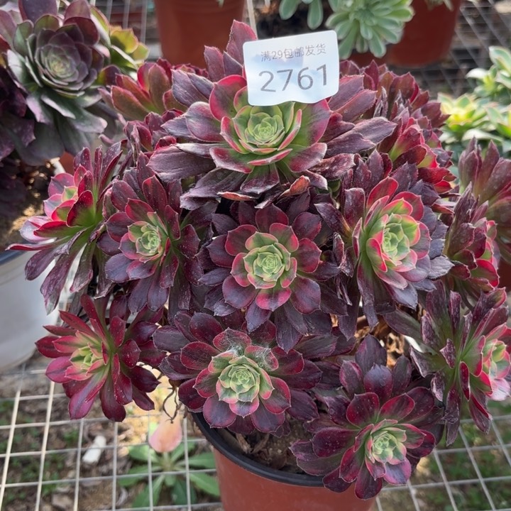 安娜锦多肉法师2761