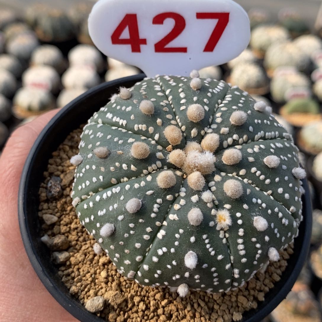 427花园基因福利福利