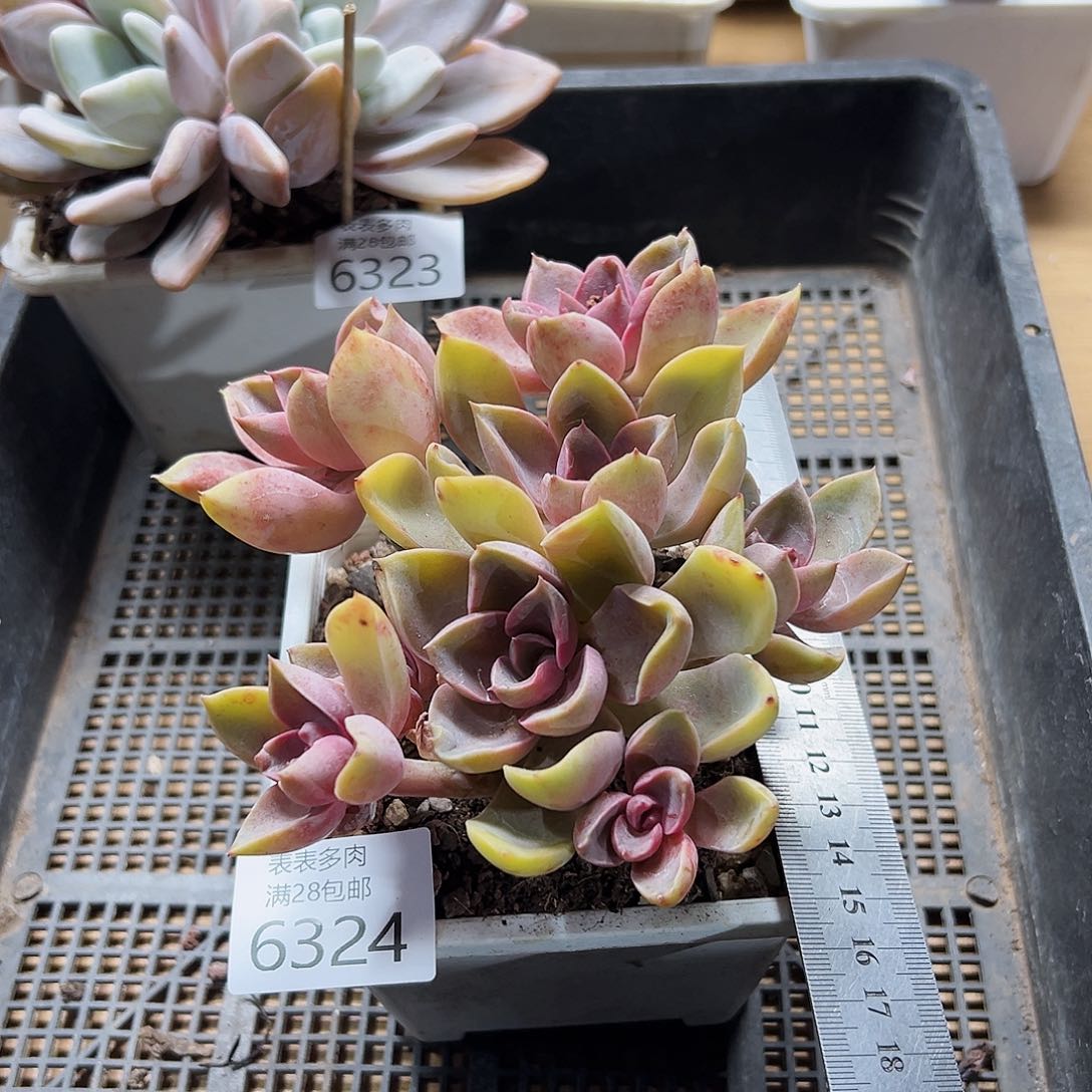 9号我们的确是一个6324