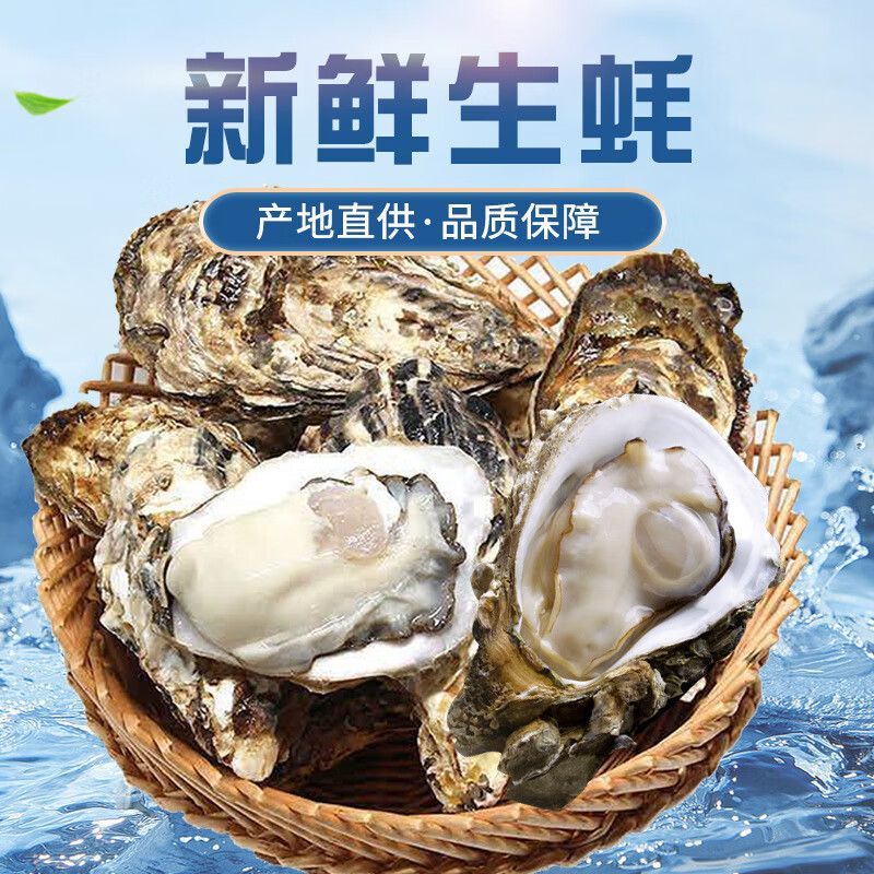 2【顺丰包邮】正宗乳山新鲜生蚝可以生吃的生蚝净重1.3kg装（金标3+大8个乳山生蚝）送蚝刀海蛎子