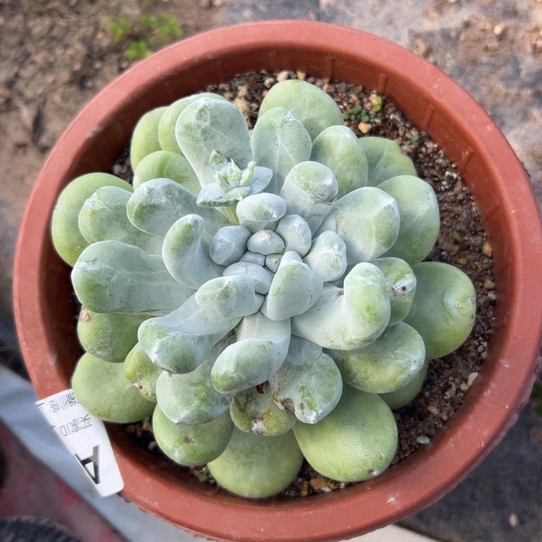 拇指花朵脸～福利024