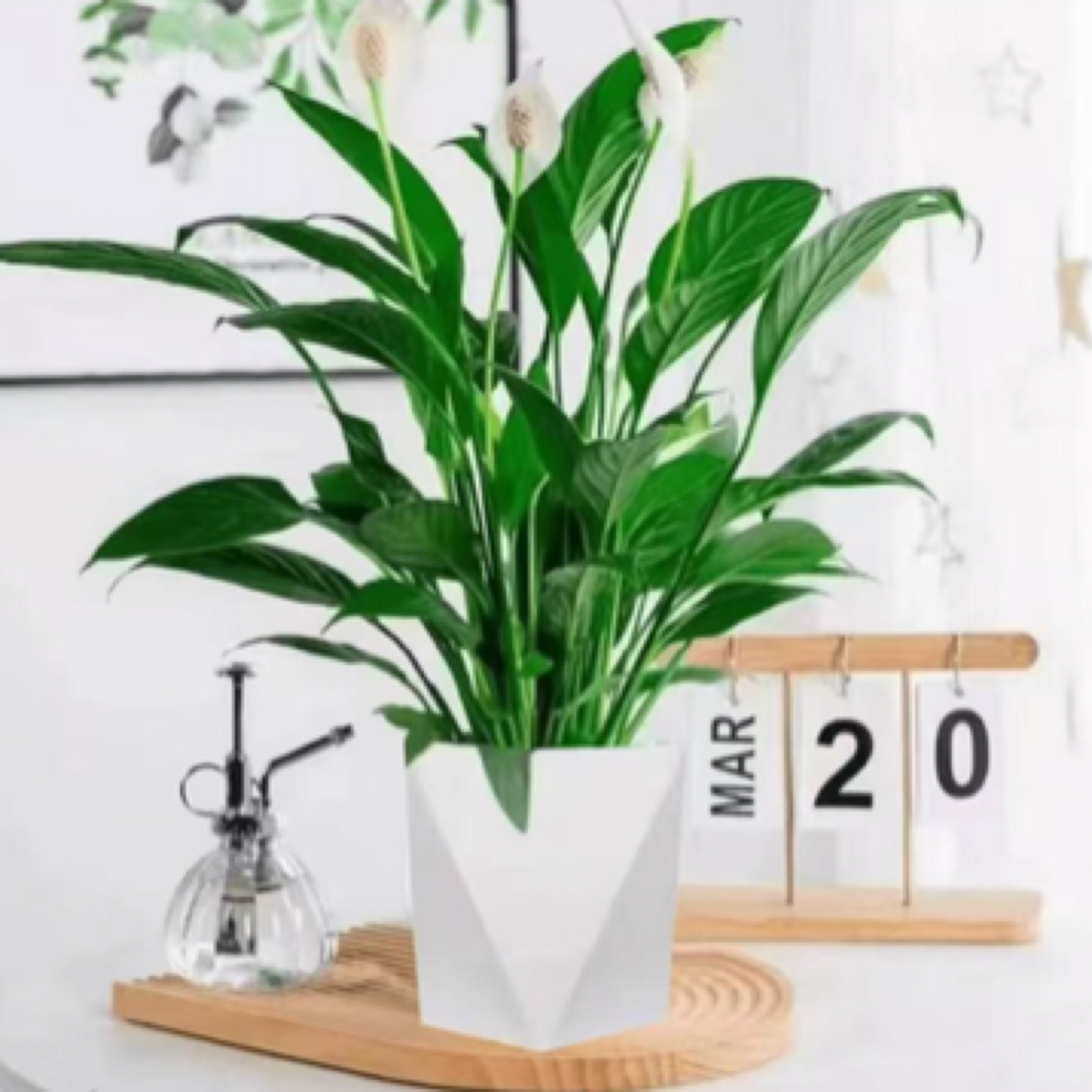 白掌一帆风顺土培水培室内好养花卉大盆绿植四季易活