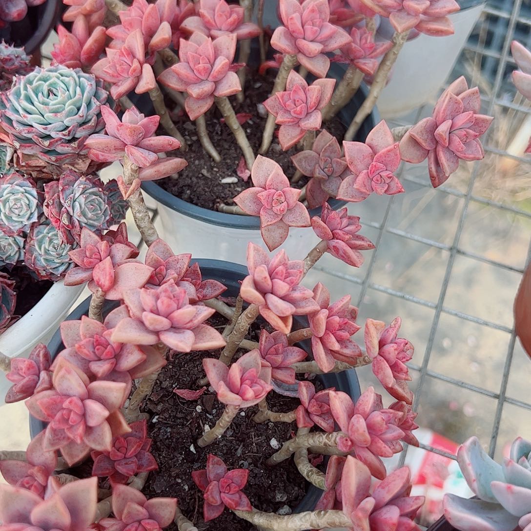 姬胧月散装带盆土两盆精品