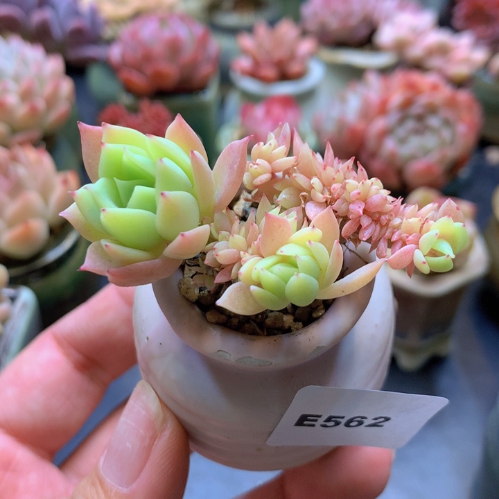 一物一拍含盆满38包邮E562