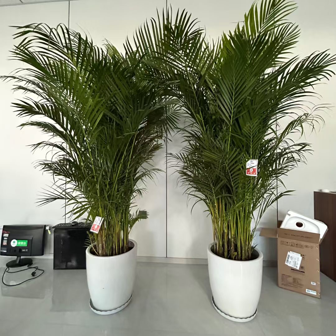 凤尾竹2米左右大型落地绿植盆栽1盆