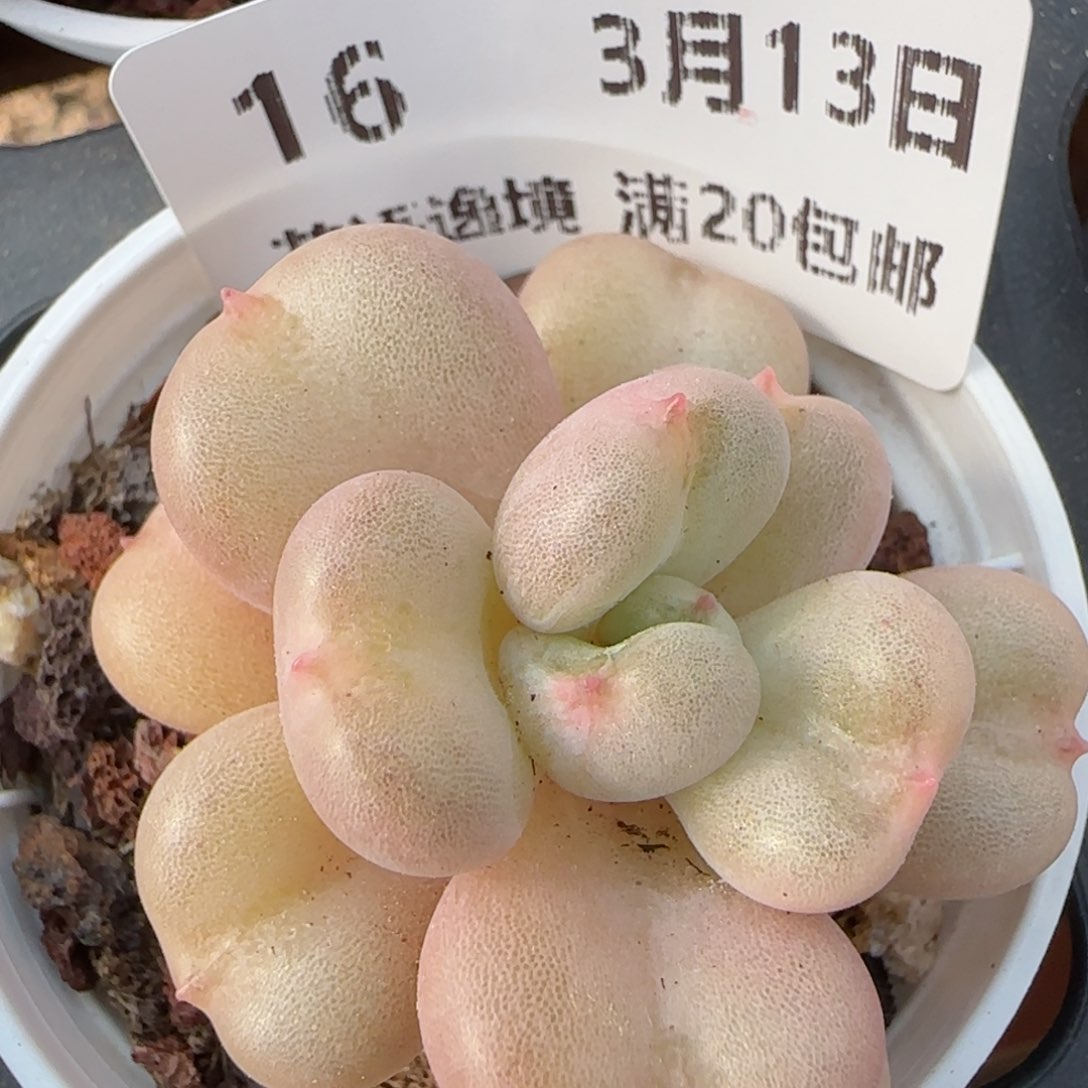 花语逸镜0313-16