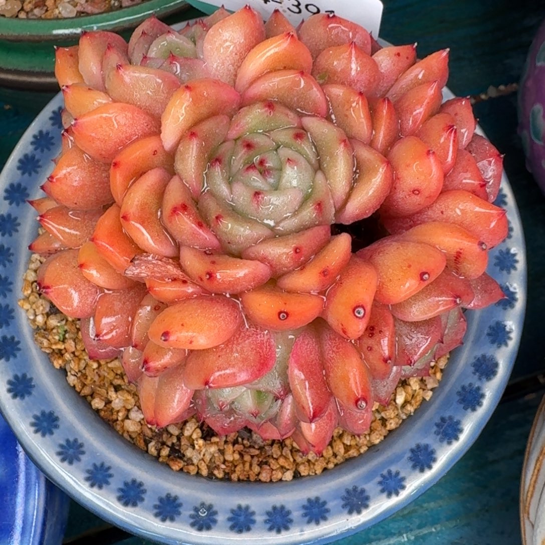 从前慢多肉精选编号1224.391