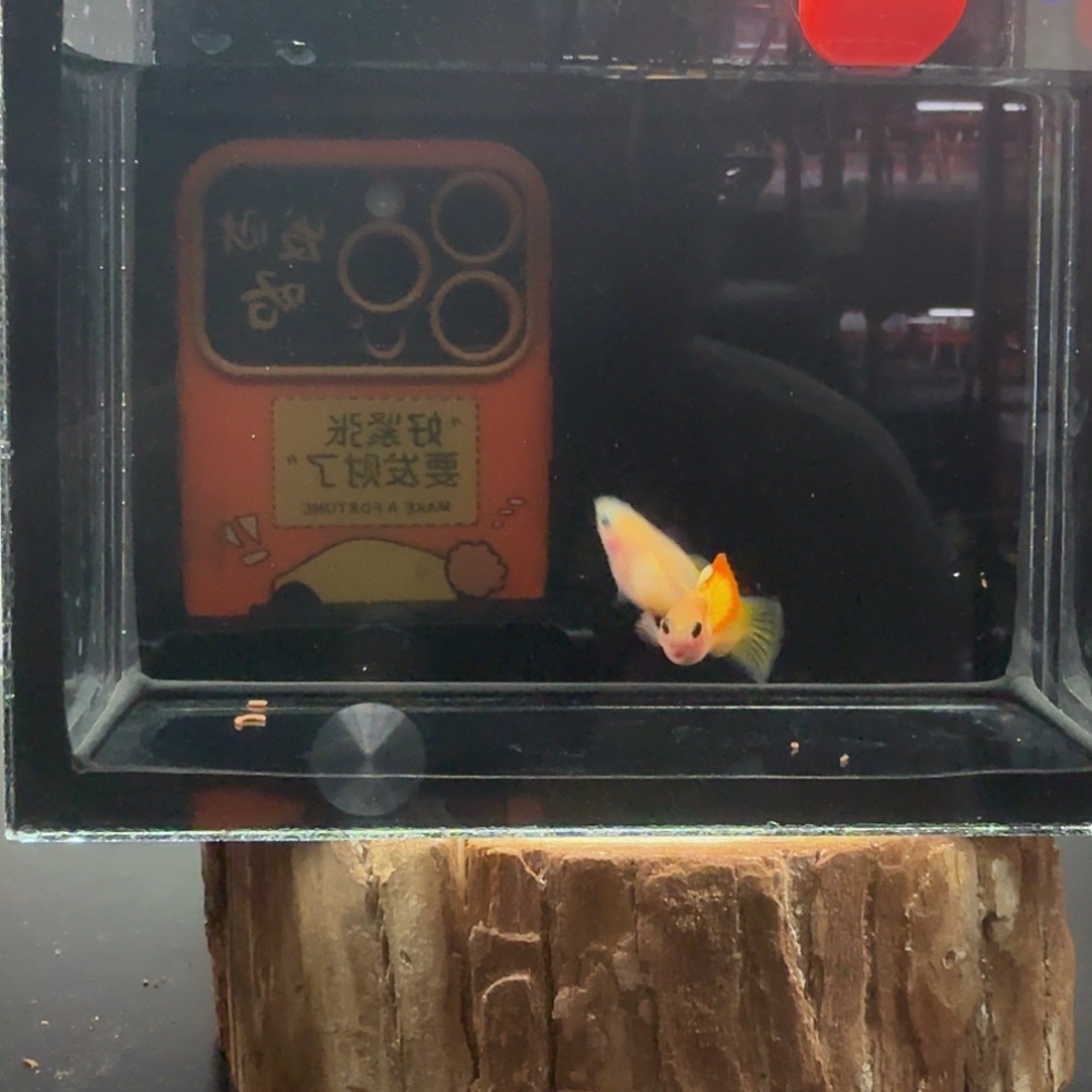 孔雀鱼玻璃猫孔雀鱼2