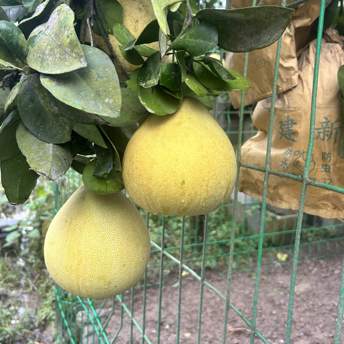 宣恩高罗白柚 2个装