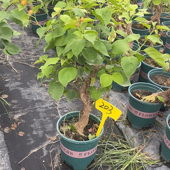 当前无花栽培后可以开花203绿叶柠檬黄桩