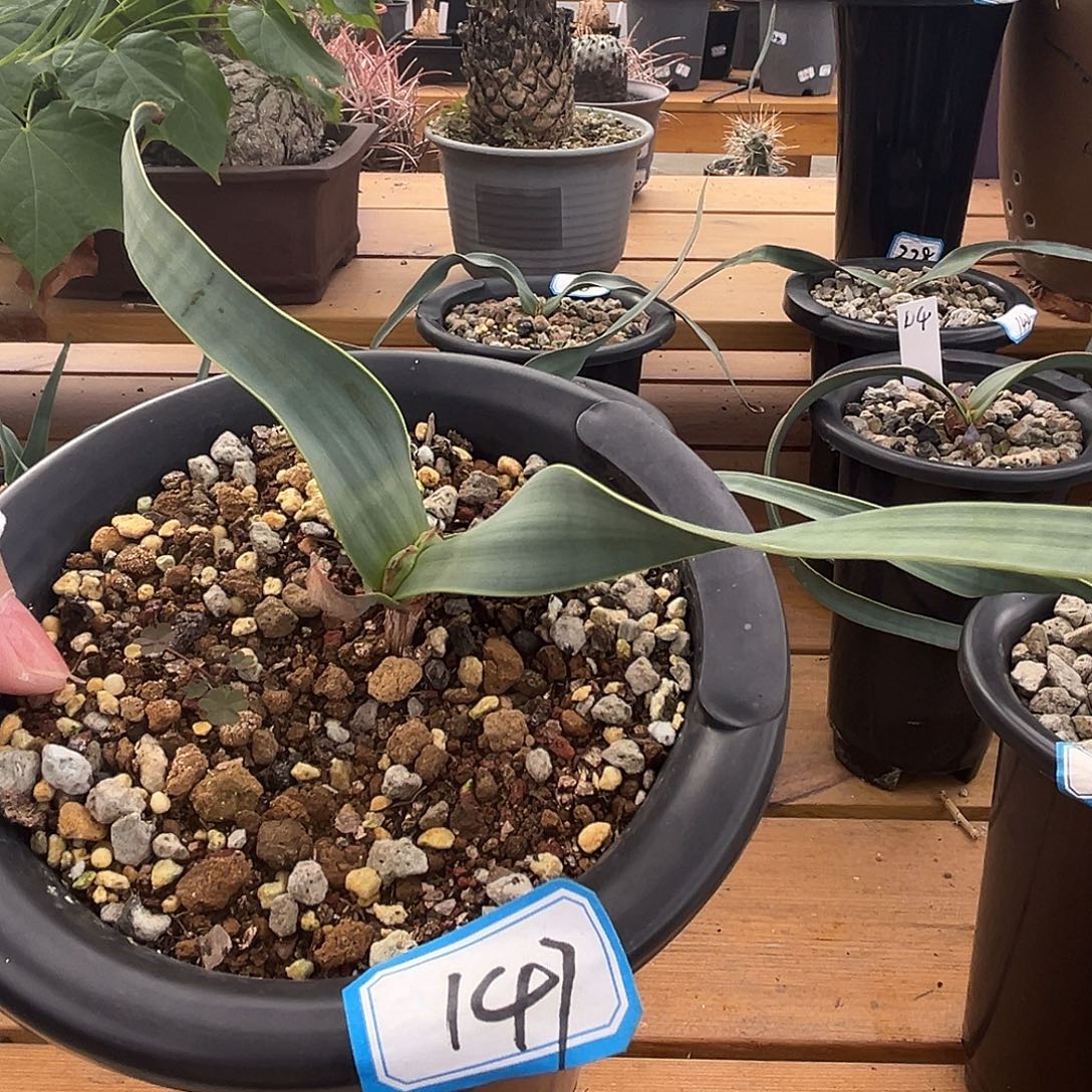 汤圆植物147百岁兰卷叶