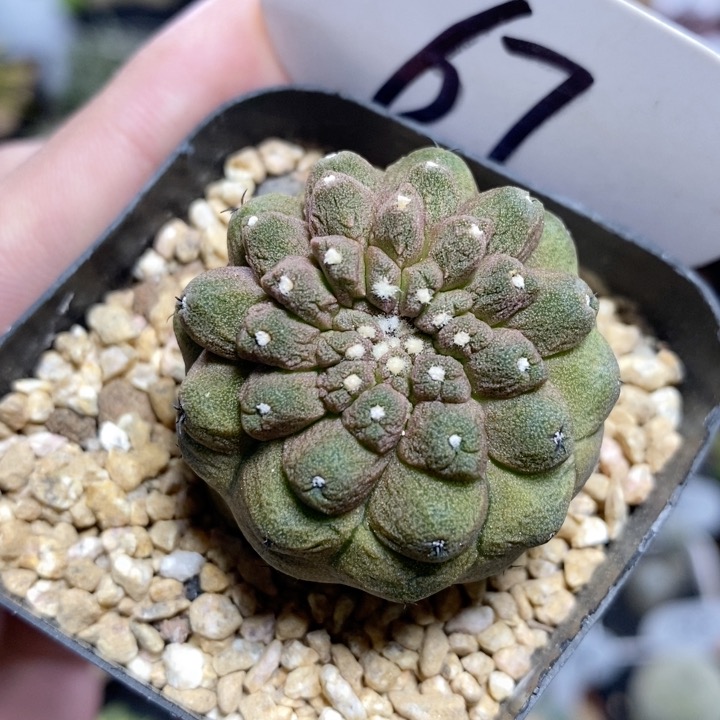 67号实生蜥蜴皮3.5cm