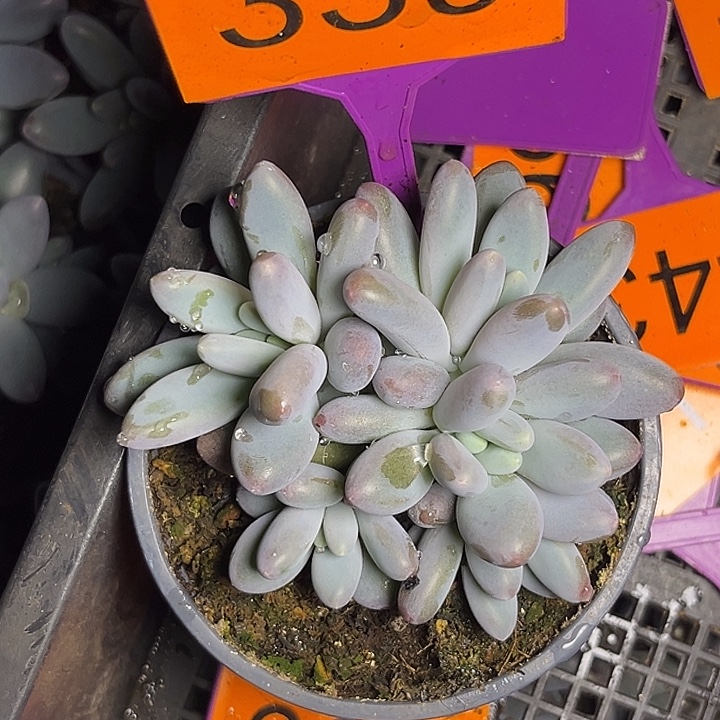 多肉植物小叶胖体橙龙339