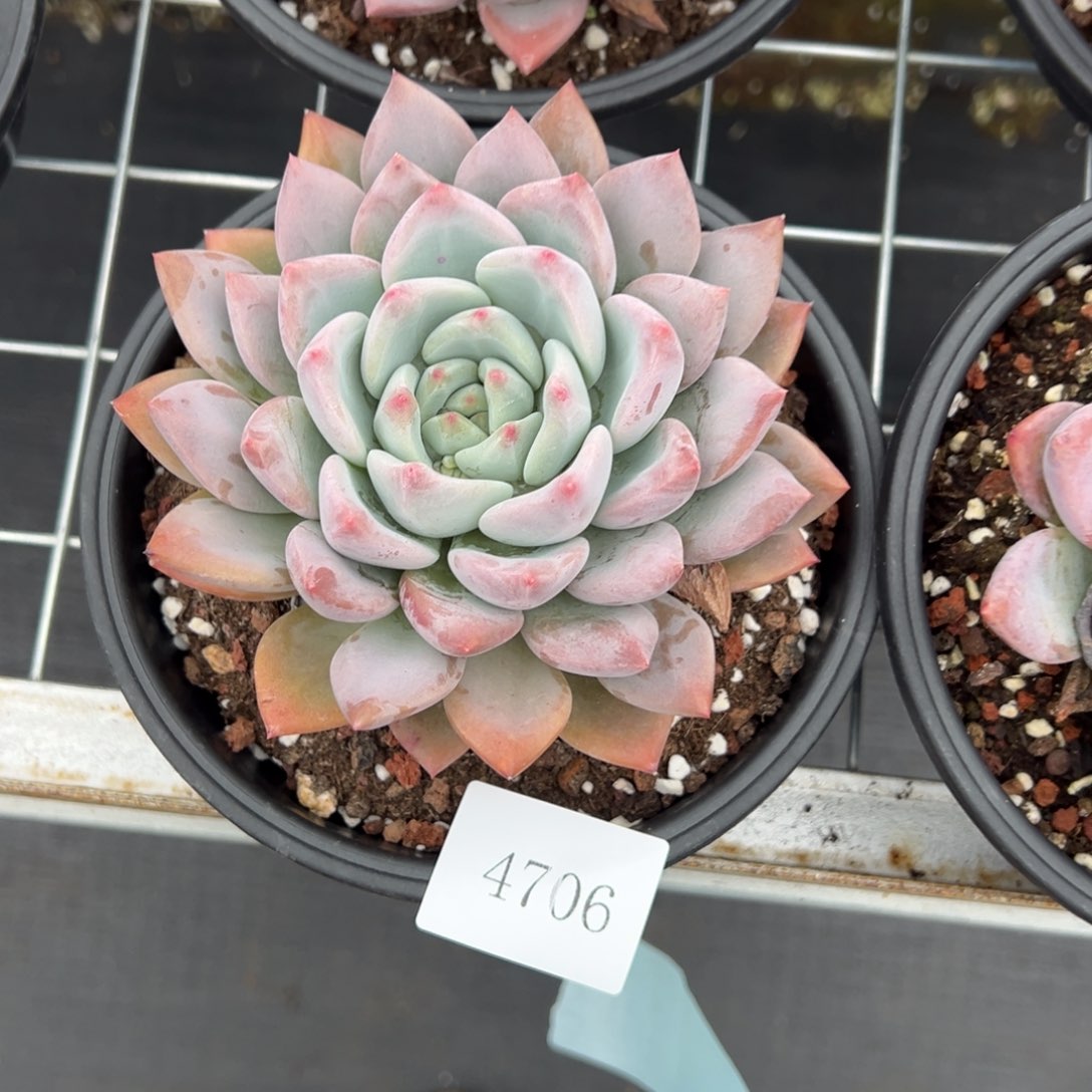 九***字4706肉肉肉肉肉肉肉