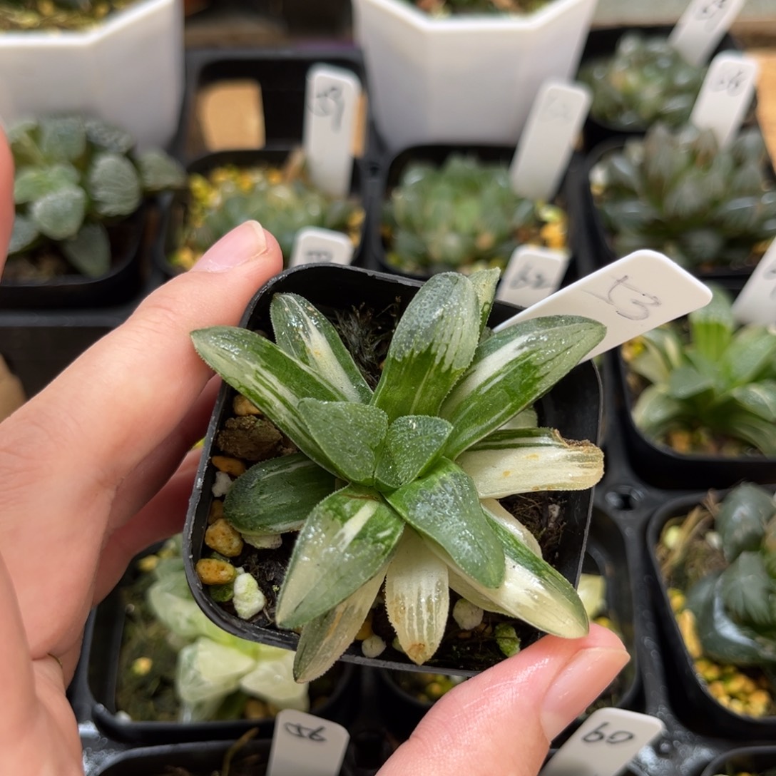 53蓝光磨面寿锦一物一拍