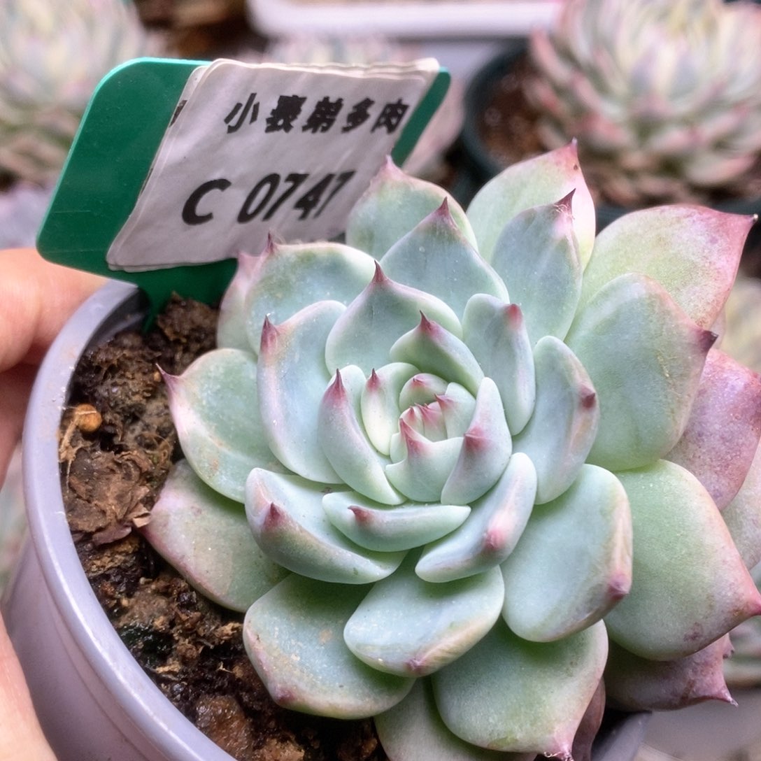 747锦锦锦锦锦锦锦