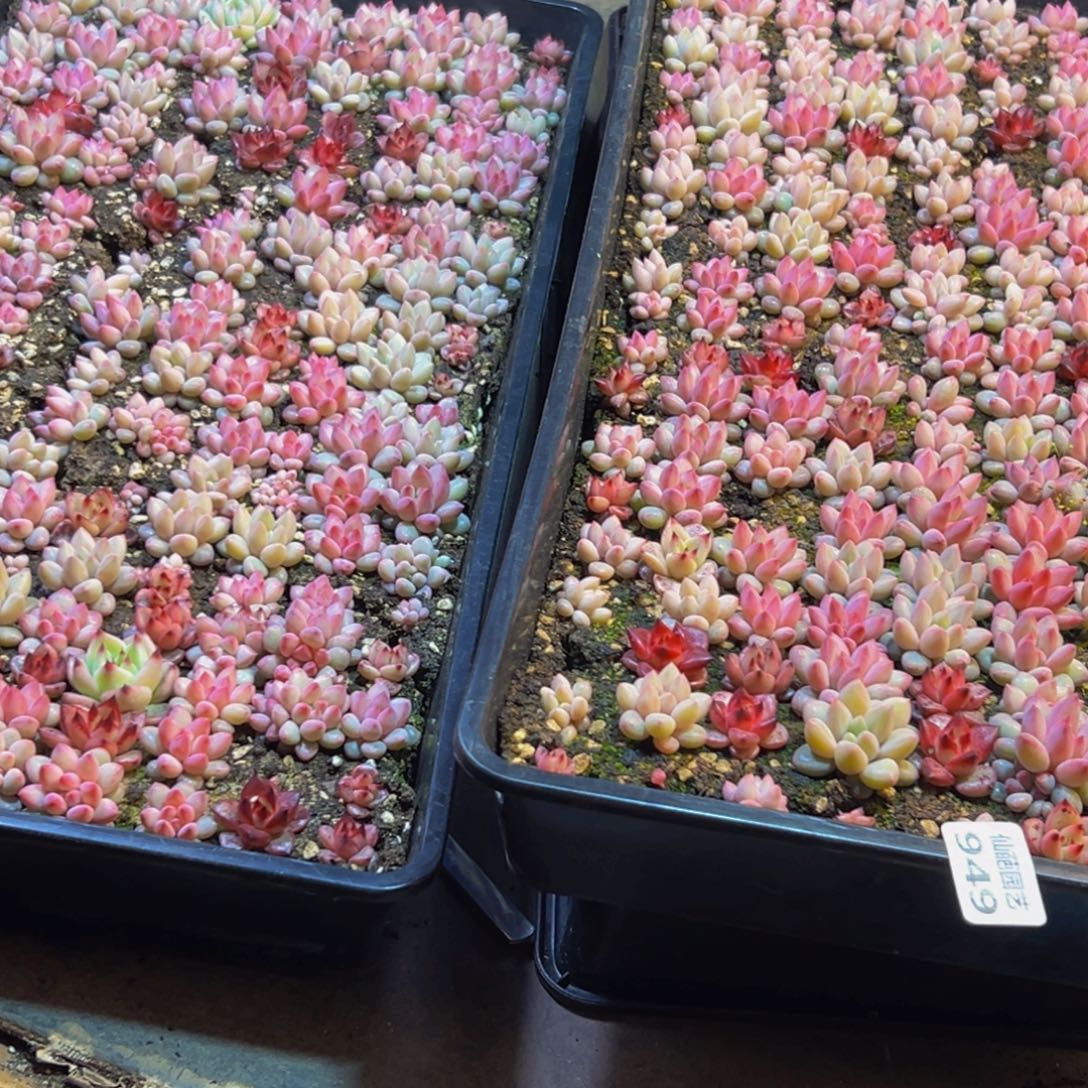 杨***府949多肉葡萄的价格也是很便宜的了