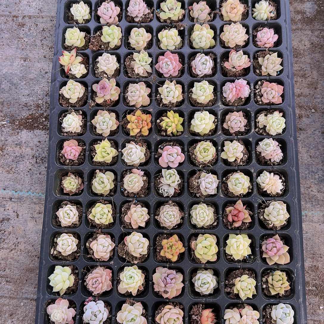 直播一物一拍多肉22