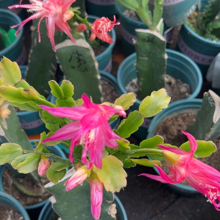 用***333号丽斯0000000。 