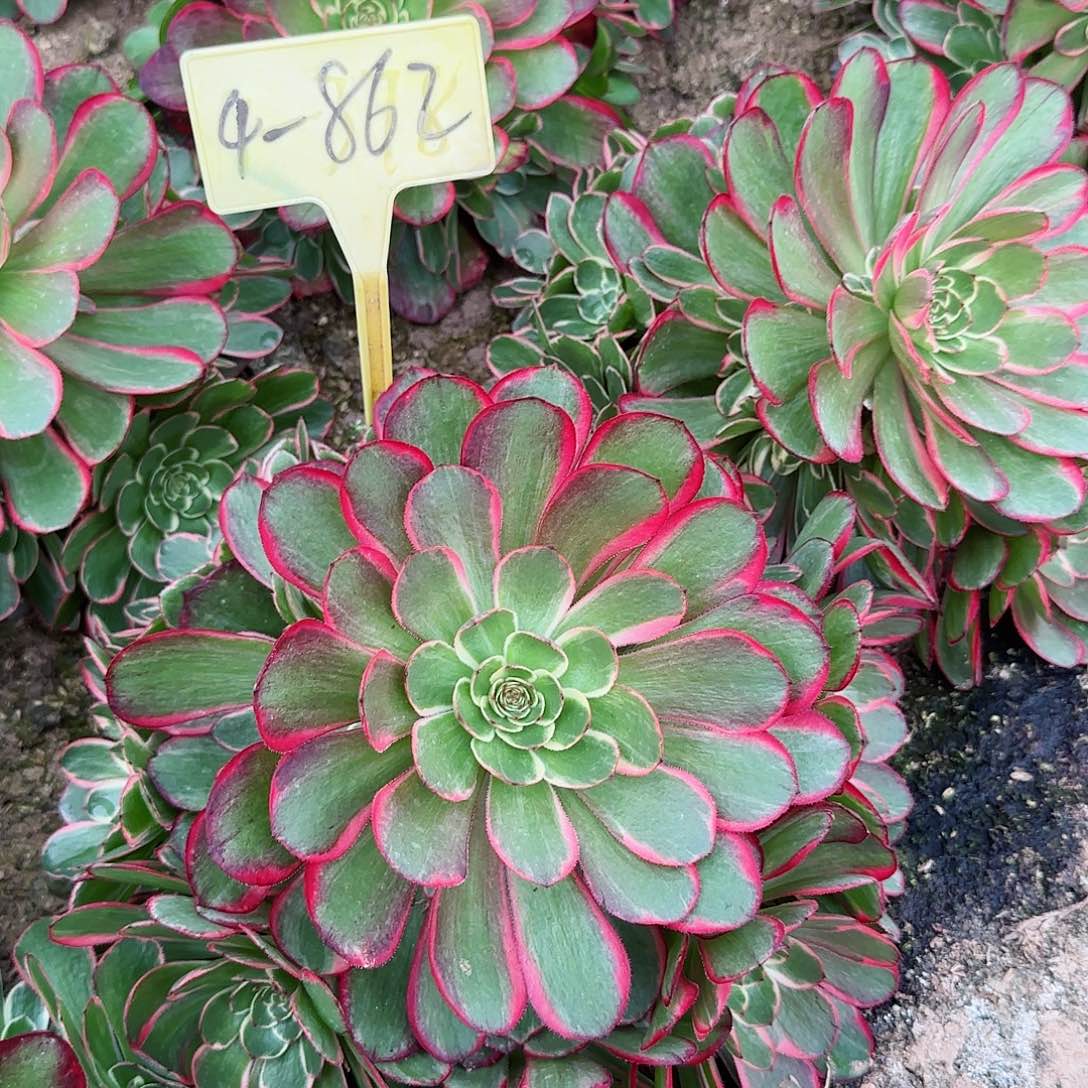 4-862---多头多肉植物粉花妖