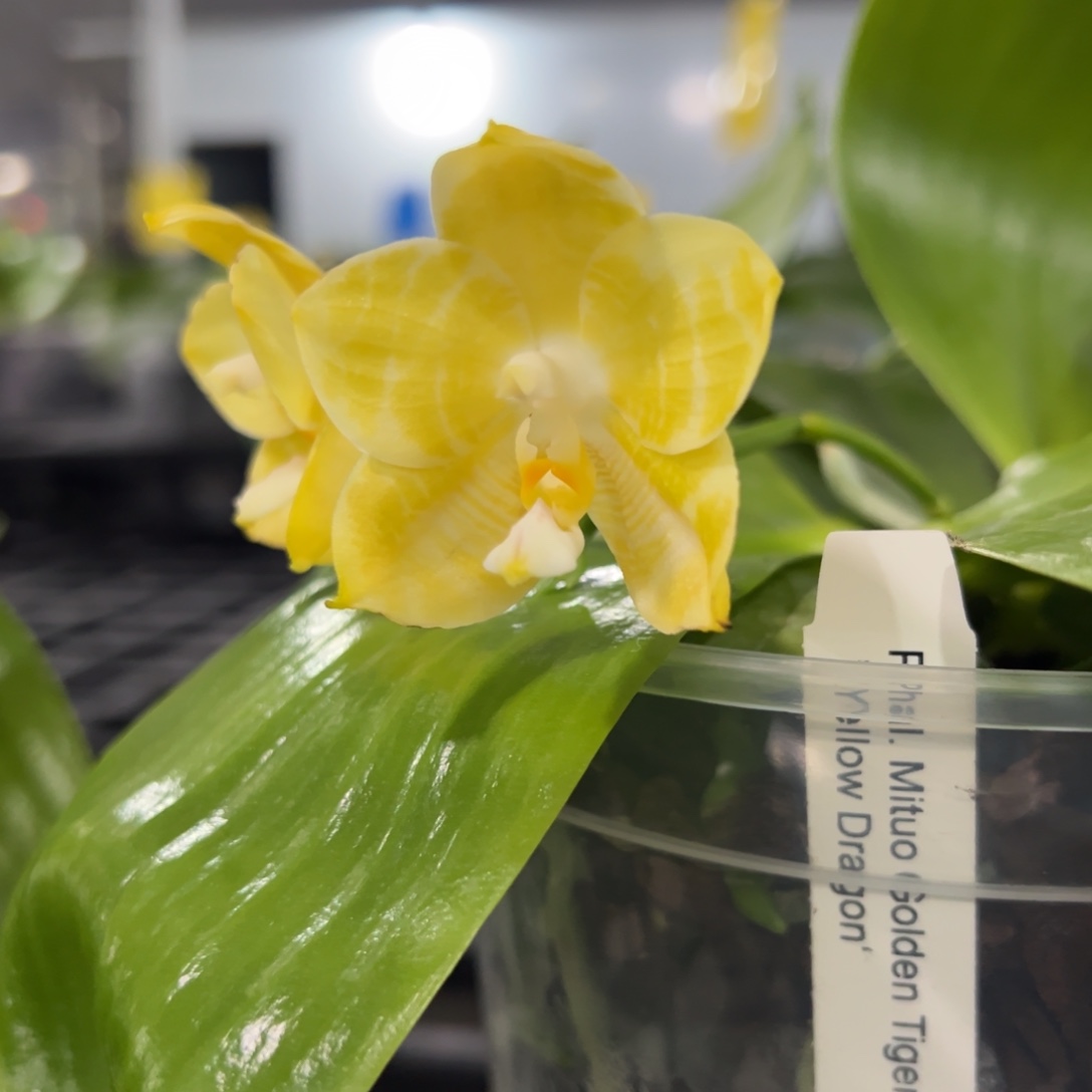 完全开放4.5寸杯弥陀黄龙 双苗