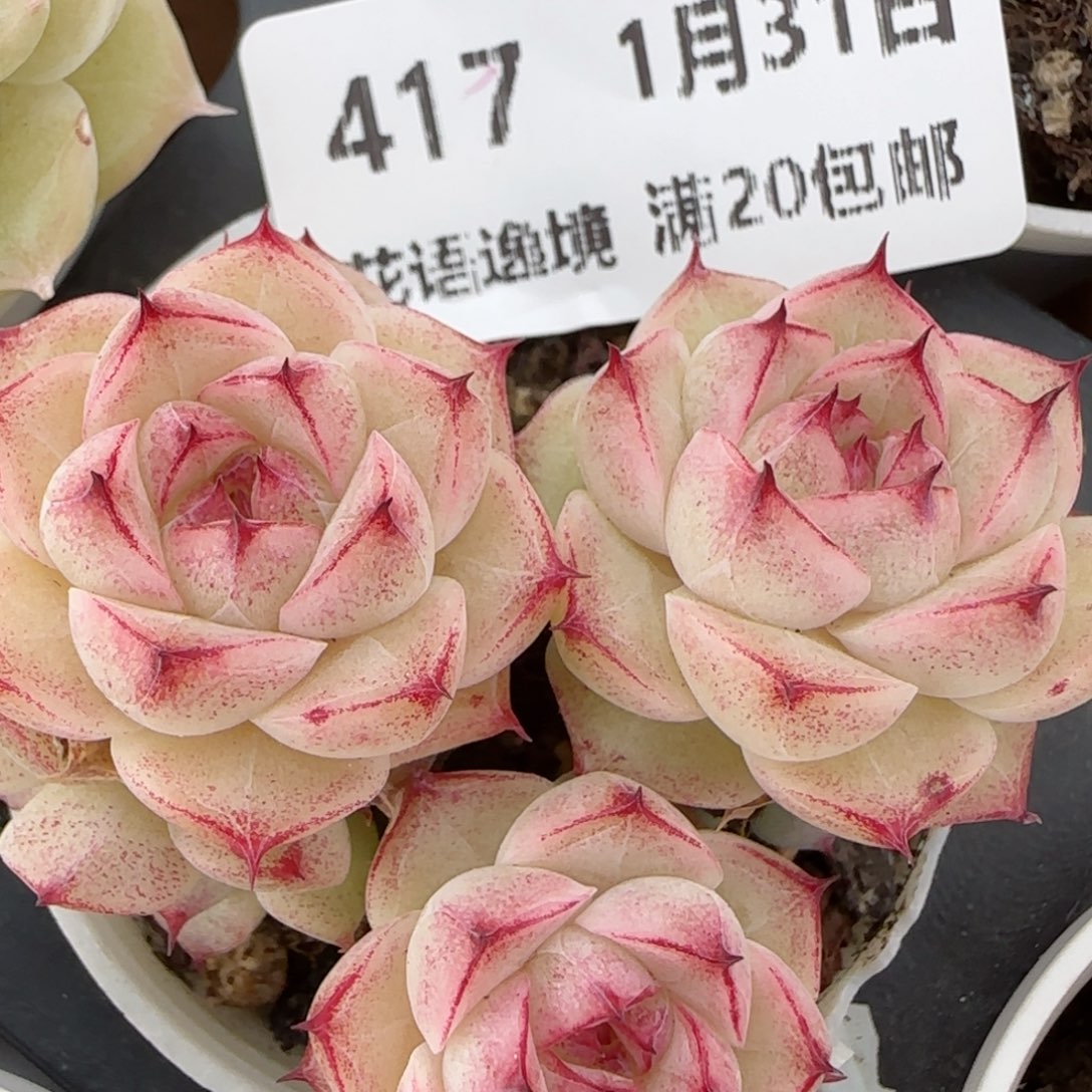 花语逸镜0131-417