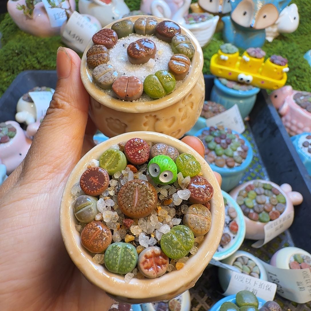 三***木多肉植物福利冲1413