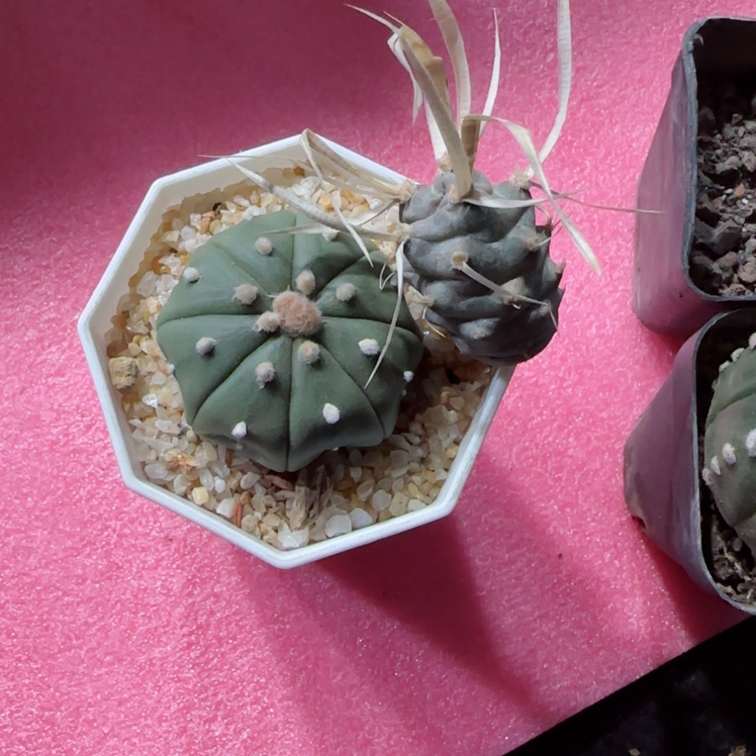 实生海星兜多肉0000